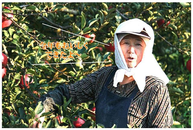 ご家庭用 準秀品 りんご