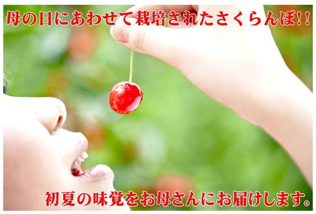 山形県産 さくらんぼ 紅秀峰