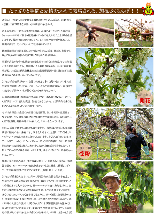 山形県産 さくらんぼ 紅秀峰