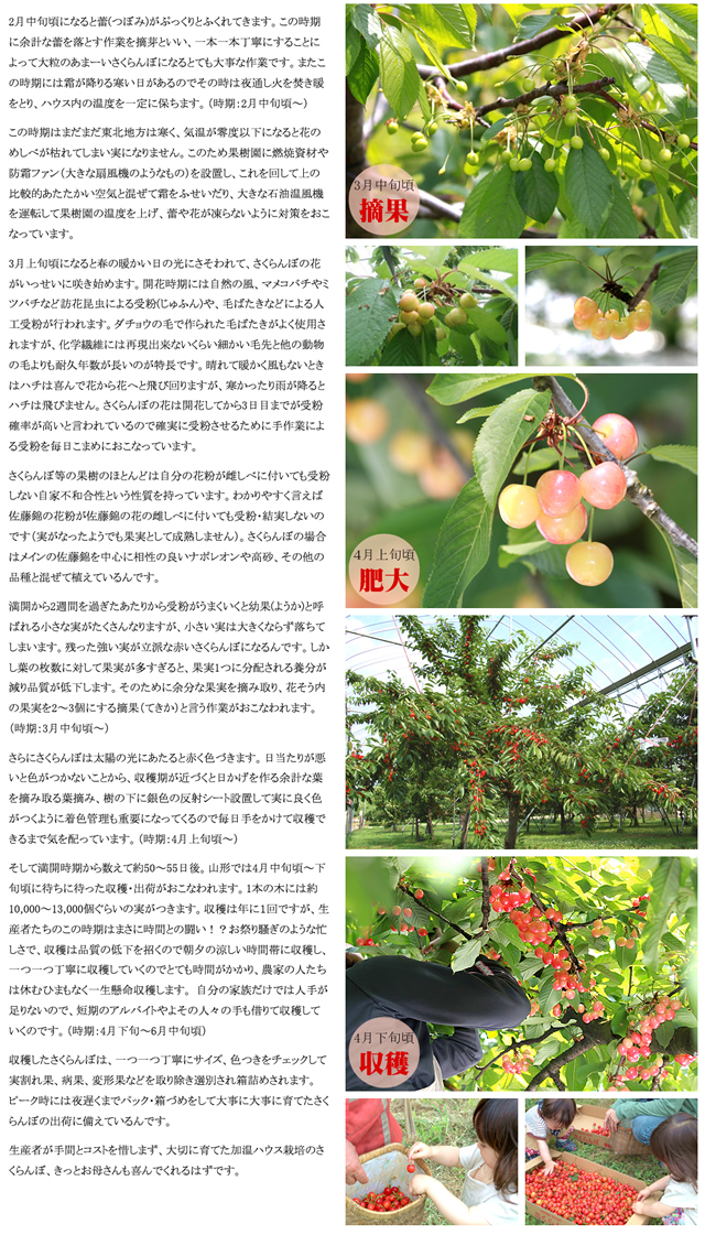 山形県産 さくらんぼ 紅秀峰