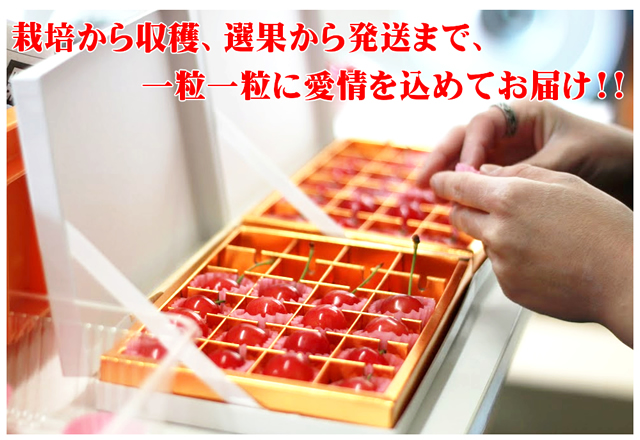 山形県産 さくらんぼ 紅秀峰