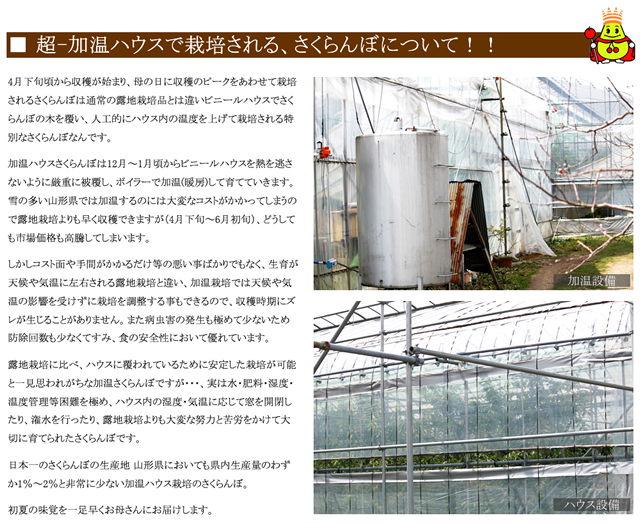 山形県産 さくらんぼ 紅秀峰