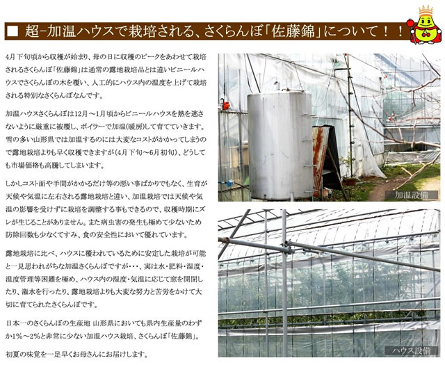 山形県産 さくらんぼ 佐藤錦