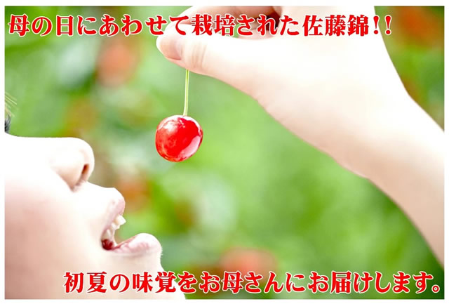 山形県産 さくらんぼ 佐藤錦