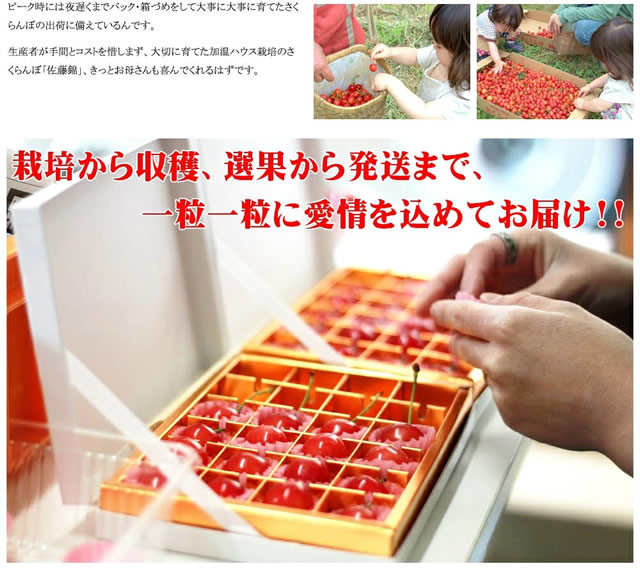 山形県産 さくらんぼ 佐藤錦