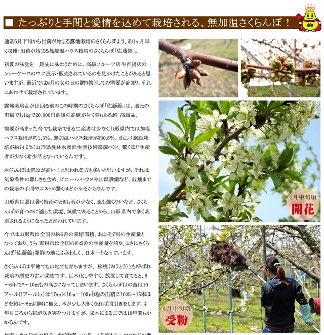 山形県産 さくらんぼ 佐藤錦