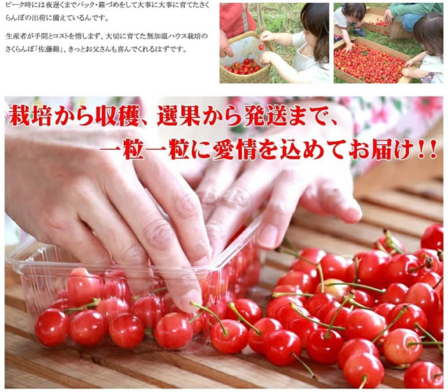 山形県産 さくらんぼ 佐藤錦