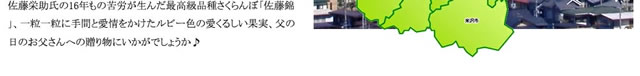 山形県産 さくらんぼ 佐藤錦