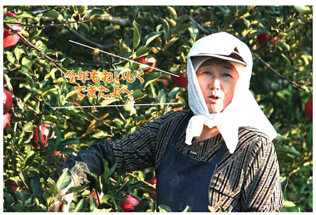 青森県産 ご家庭用 りんご サンふじ