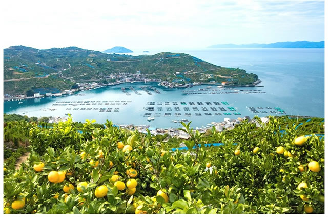 愛媛県産 ご家庭用 紅まどんな