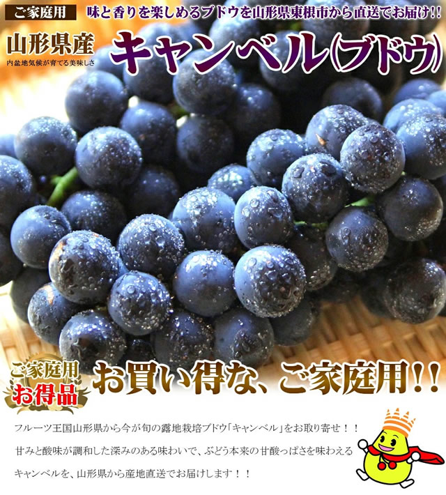 山形県産 ぶどう キャンベル