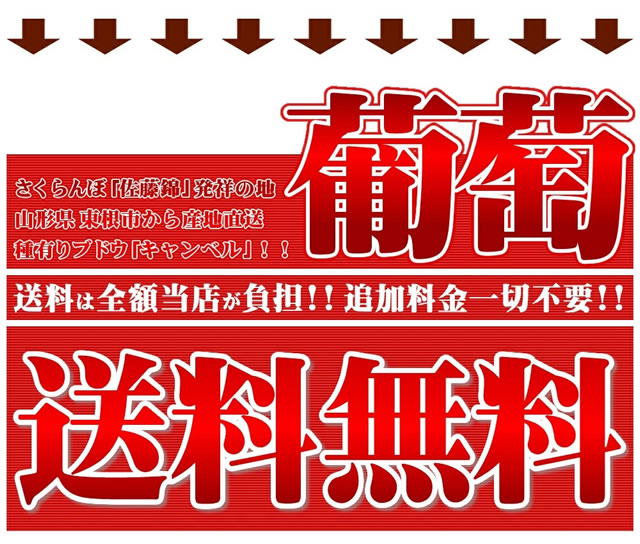 山形県産 ぶどう キャンベル