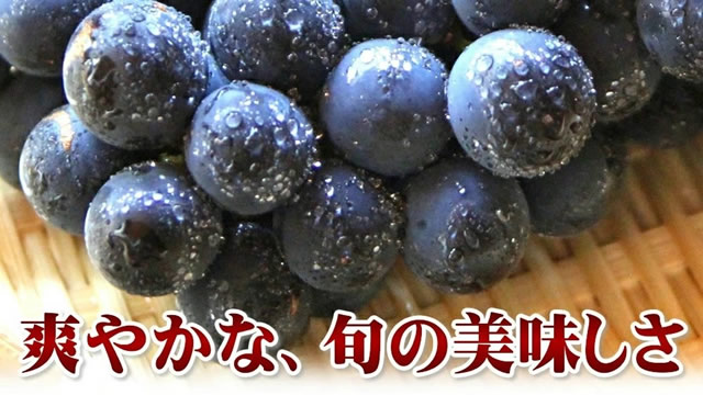 山形県産 ぶどう キャンベル