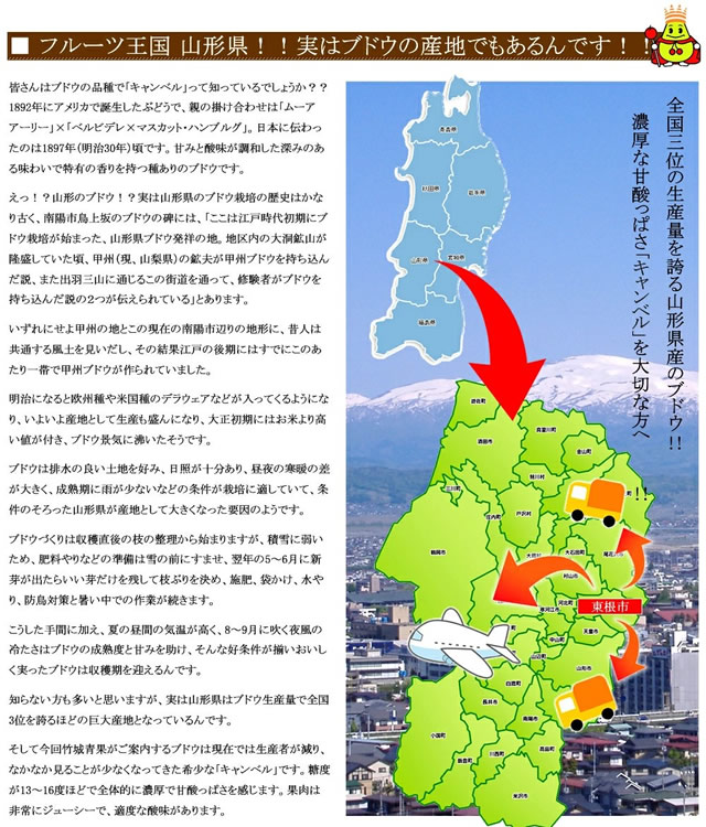 山形県産 ぶどう キャンベル