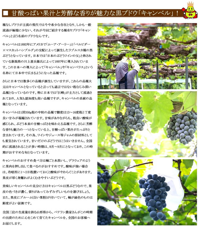 山形県産 ぶどう キャンベル