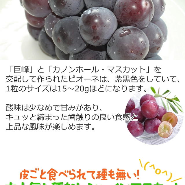 山形県産 ぶどう ピオーネ