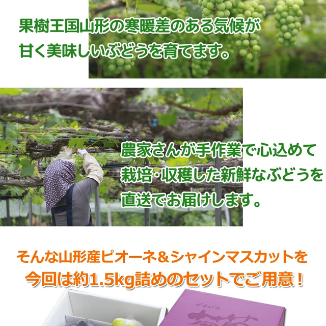 山形県産 ぶどう ピオーネ