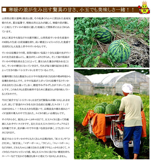 山形県産 小玉すいか