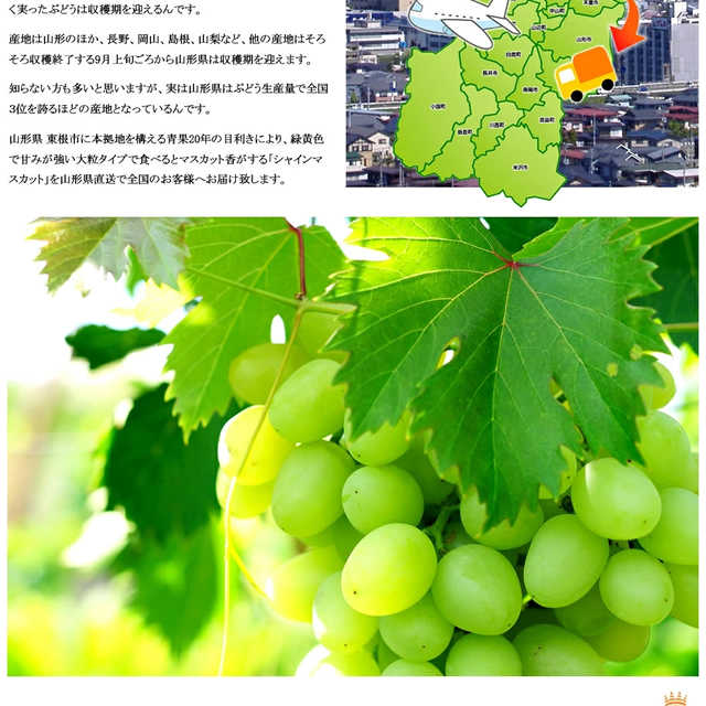 山形県産 ぶどう シャインマスカット