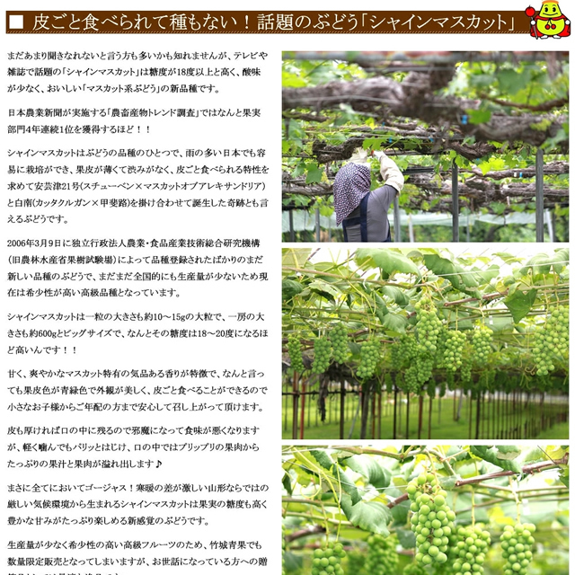 山形県産 ぶどう シャインマスカット