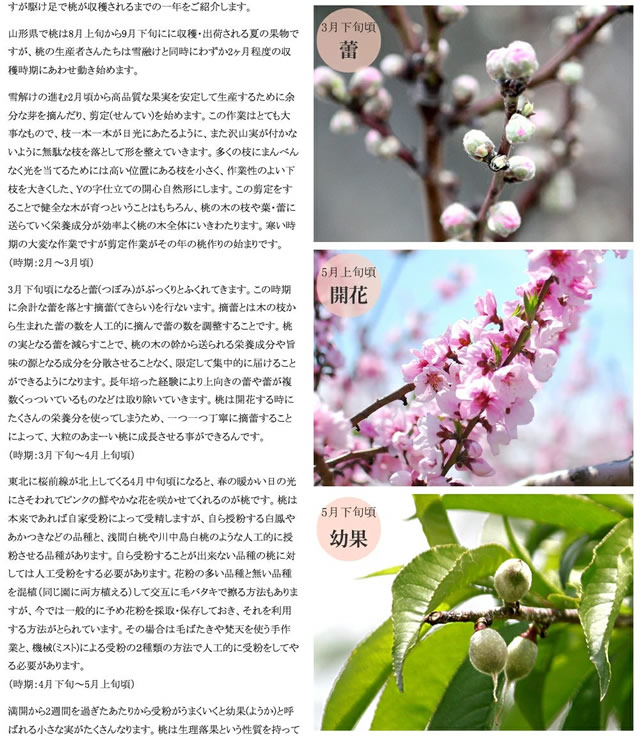 山形県産 白桃