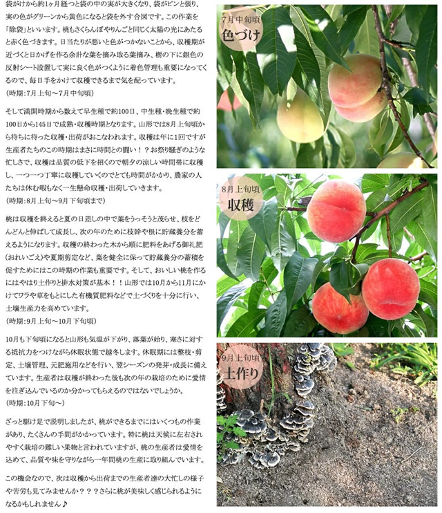 山形県産 白桃