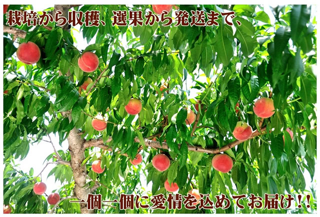 山形県産 白桃