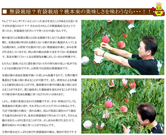 山形県産 白桃