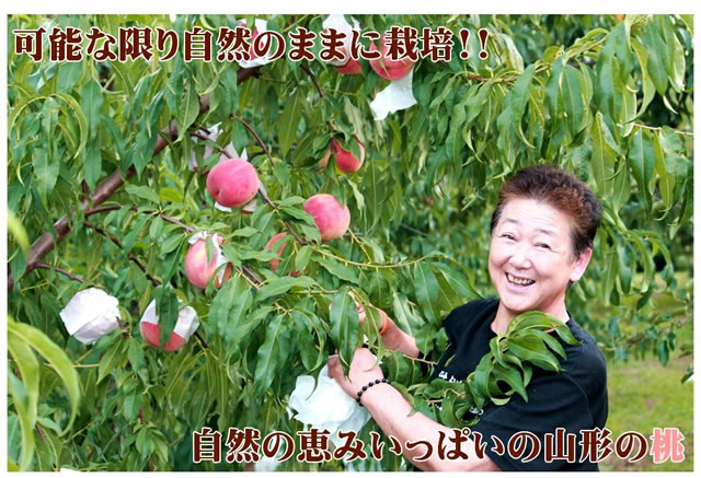 山形県産 白桃