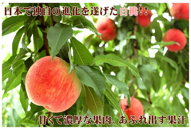 山形県産 白桃