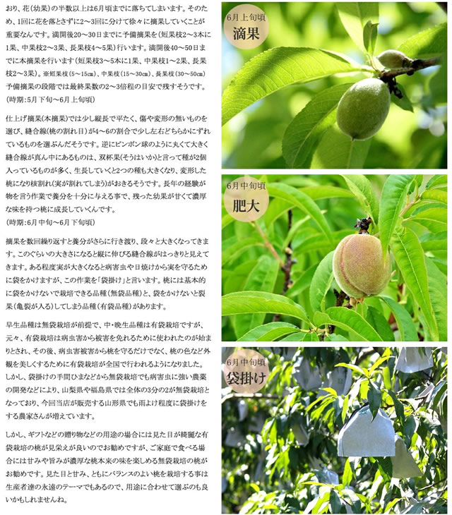 山形県産 白桃