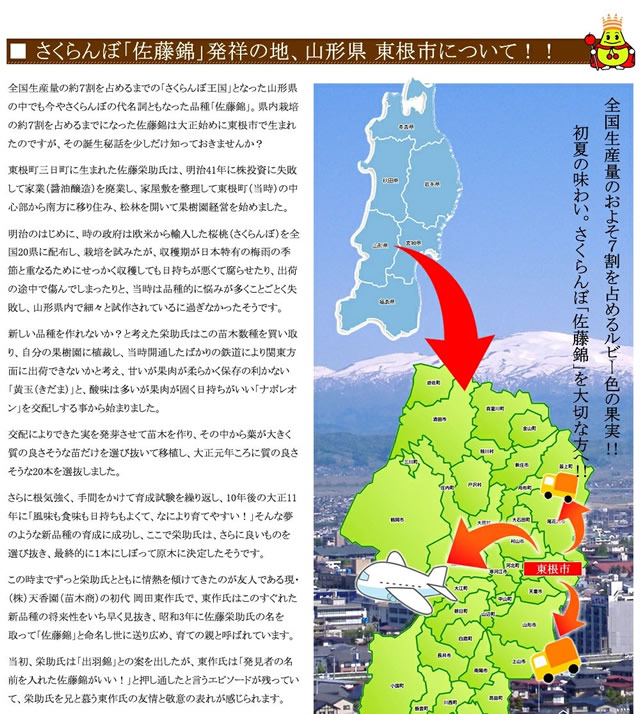 山形県産 さくらんぼ 佐藤錦