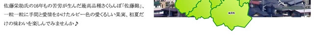 山形県産 さくらんぼ 佐藤錦