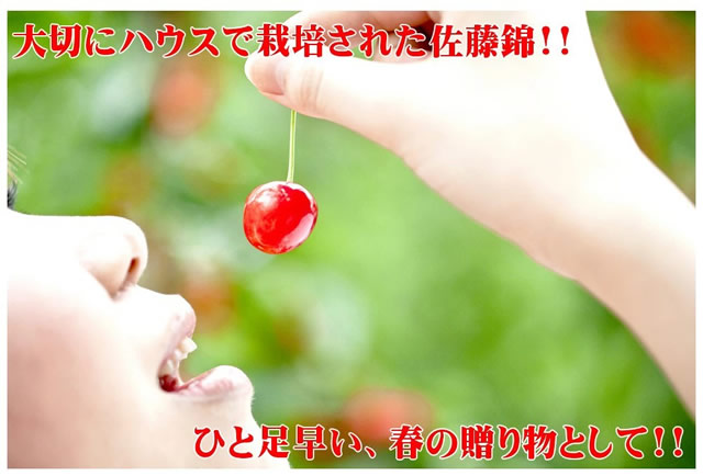 山形県産 さくらんぼ 佐藤錦