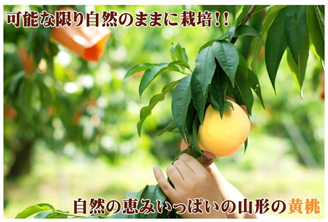 山形県産 黄桃