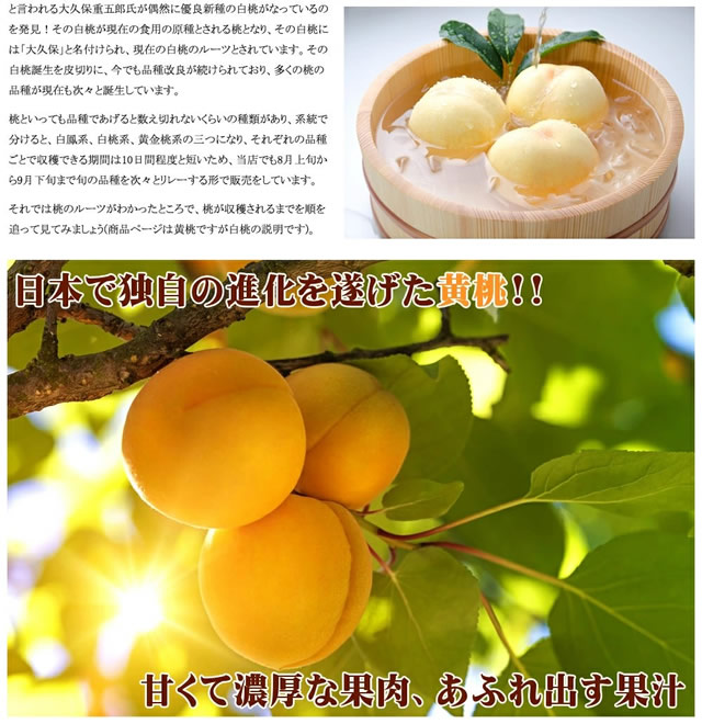 山形県産 黄桃