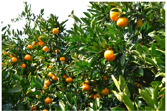 愛媛県産 ご家庭用 みかん 甘平(かんぺい)