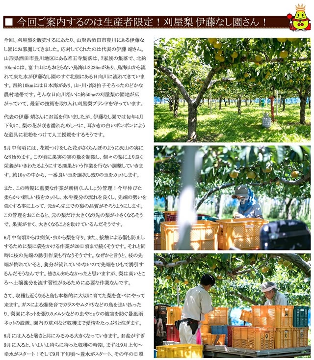 山形県産 刈屋梨(豊水)