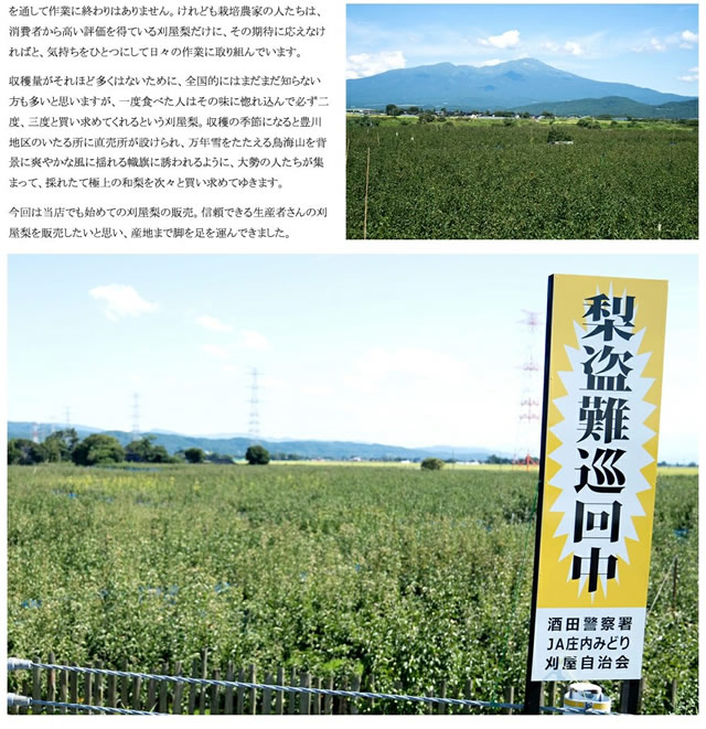 山形県産 刈屋梨(豊水)