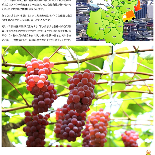 山形県産 ぶどう デラウェア