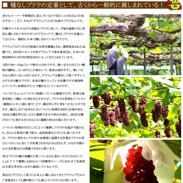 山形県産 ぶどう デラウェア