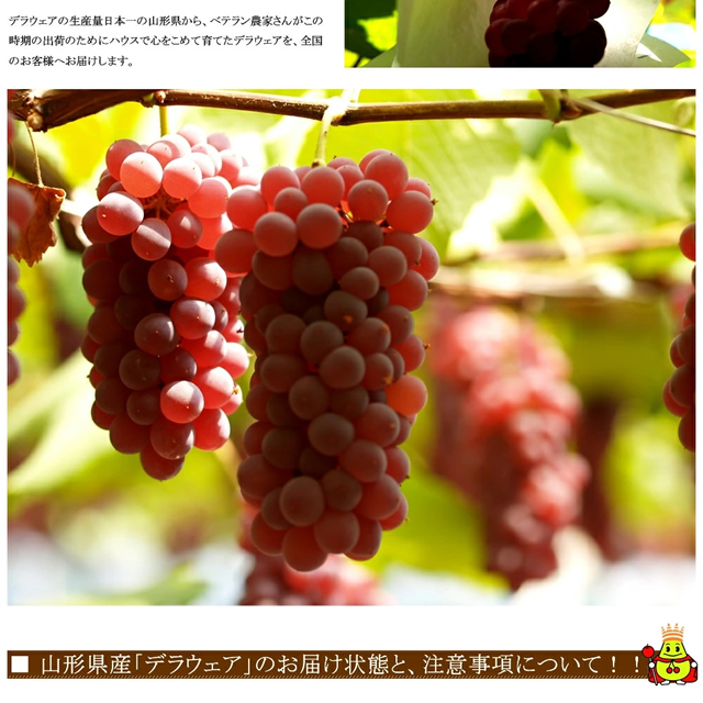 山形県産 ぶどう デラウェア