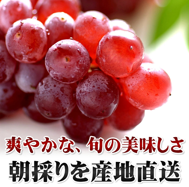 山形県産 ぶどう デラウェア