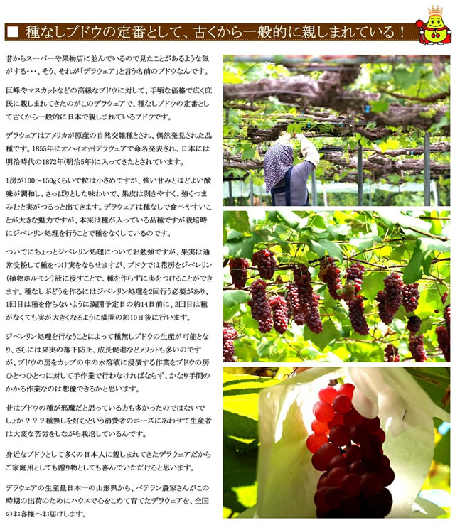 山形県産 ぶどう デラウェア