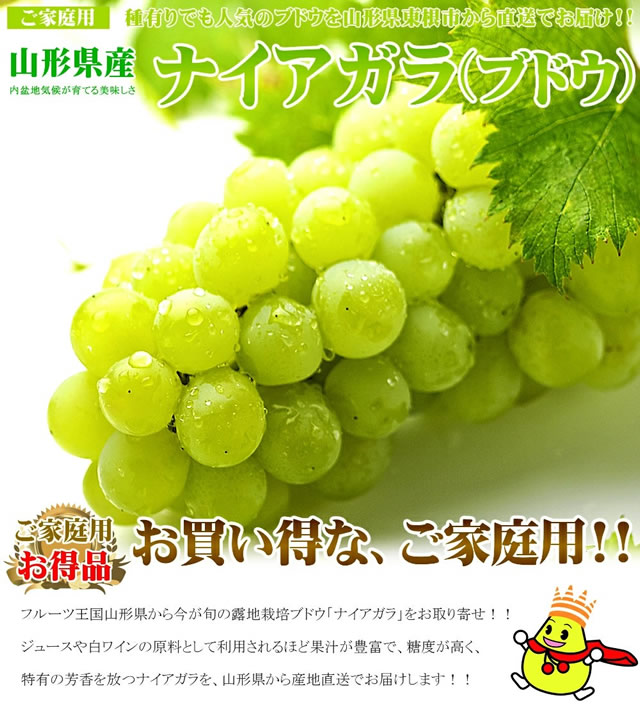 山形県産 ぶどう ナイアガラ