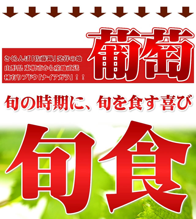 山形県産 ぶどう ナイアガラ