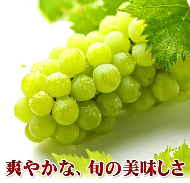山形県産 ぶどう ナイアガラ