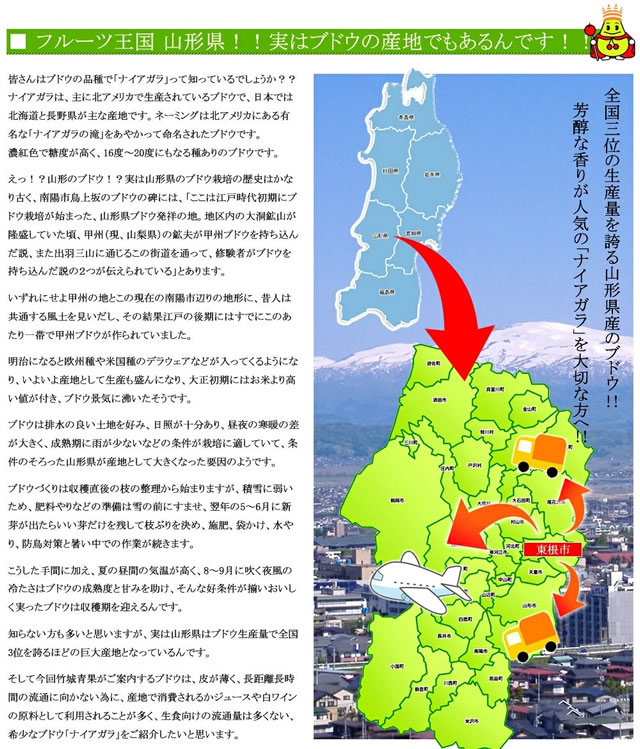 山形県産 ぶどう ナイアガラ