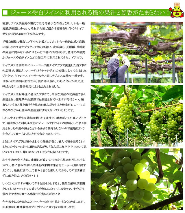 山形県産 ぶどう ナイアガラ