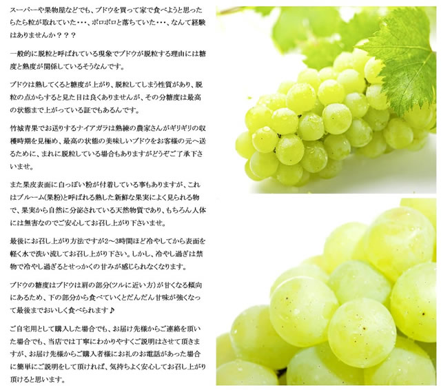 山形県産 ぶどう ナイアガラ
